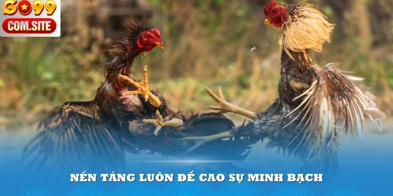 Nền tảng luôn đề cao sự minh bạch trong kèo cược