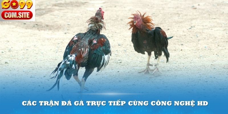 Đá gà trực tuyến